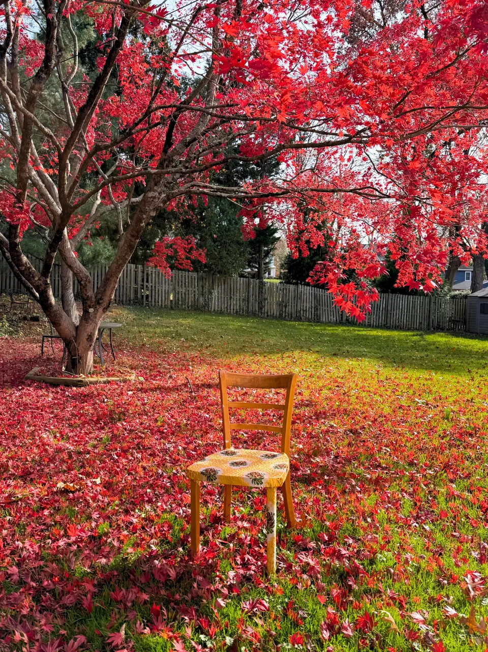 La chaise recouverte de khrib, posée sur un tapis de feuilles rouges sous un érable en automne.
