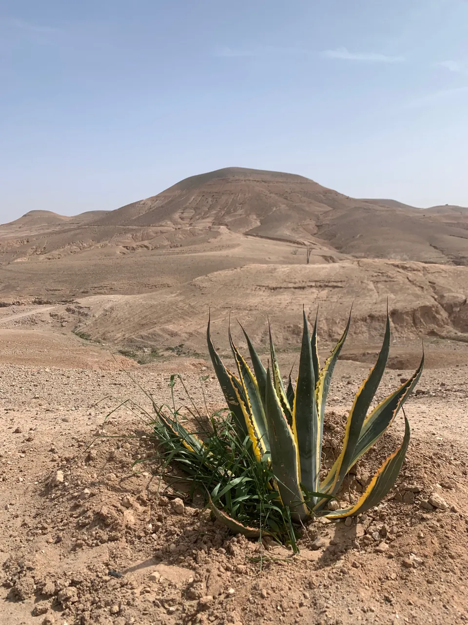 Un agave au premier plan d’un paysage désertique, sous une colline aride.